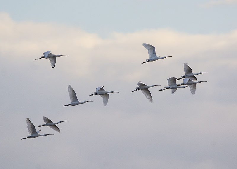 Spatole (Platalea leucorodia)